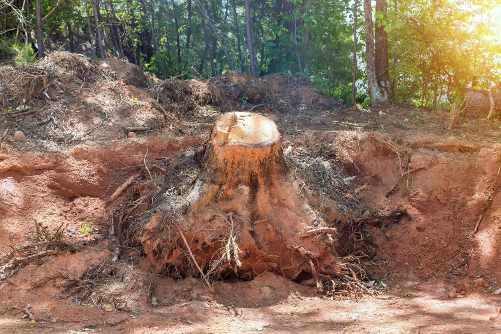 Dessouchage près de Le Porge