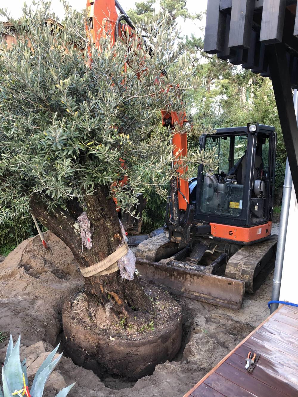 plantation arbre